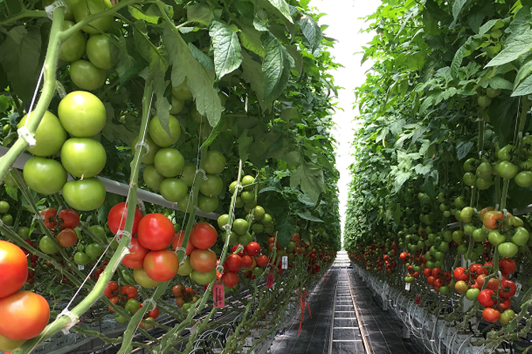 Greenhouse Tomatoes